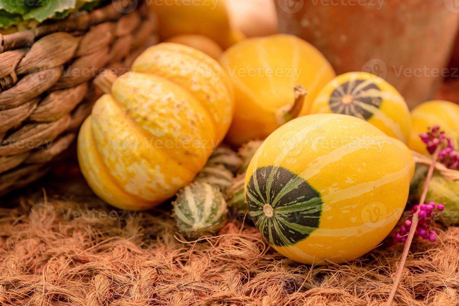 Herbst Kürbis Hintergrund. Nahaufnahme von Mini-Kürbisse am Bauernmarkt foto