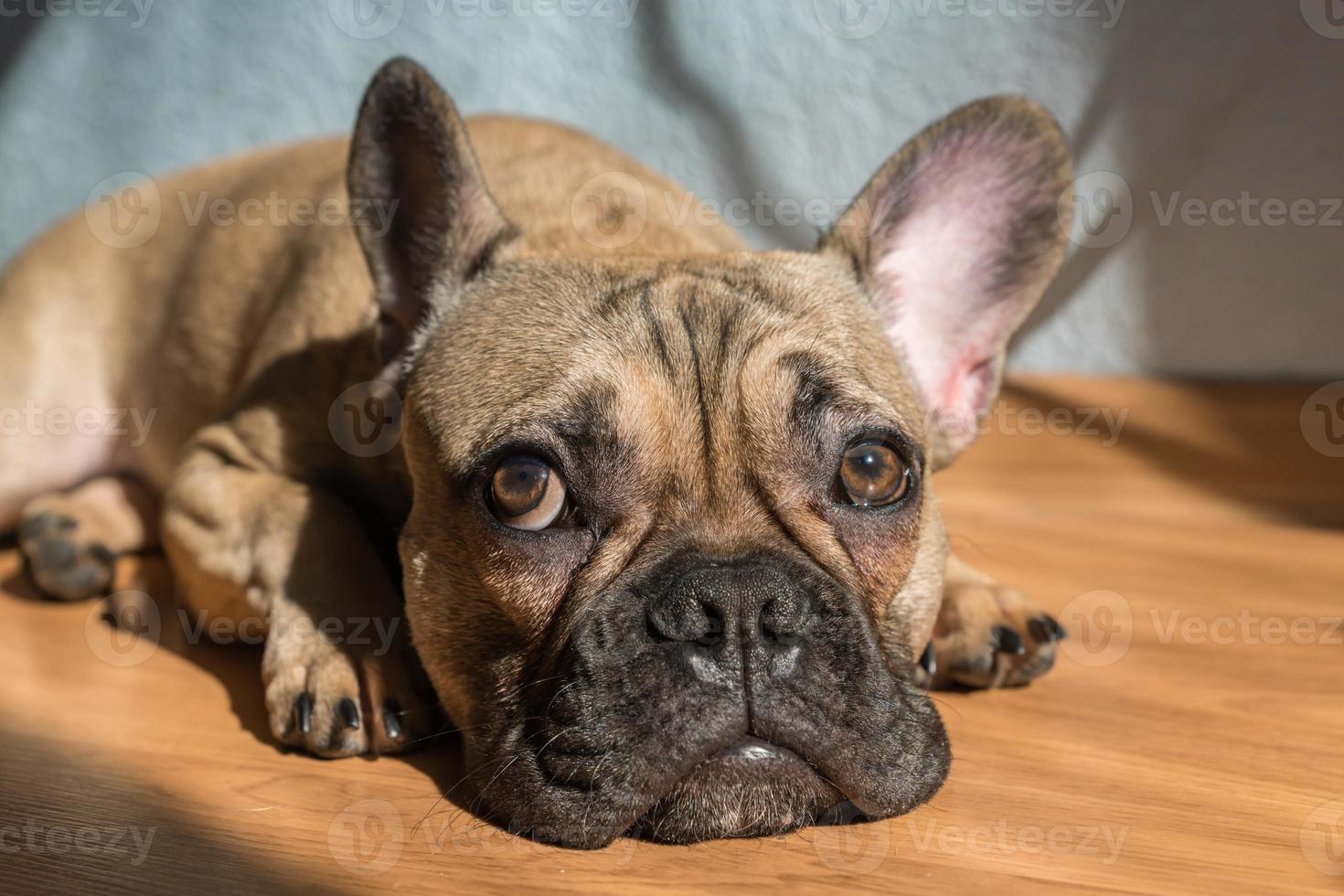 Porträt entzückender französischer Bulldoggenhund, der auf dem Boden liegt foto