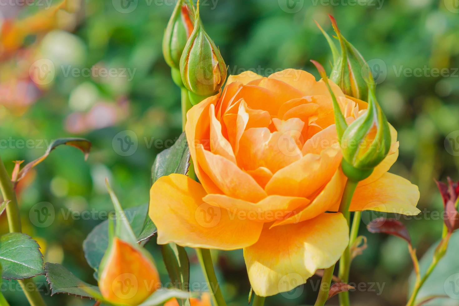 schöner Rosengarten. nahaufnahme der blühenden orangefarbenen rosenblume. Weicher Fokus foto