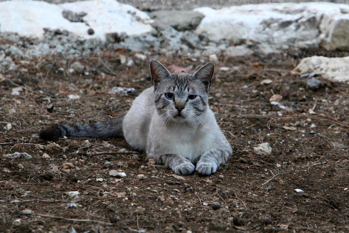 Die Hauskatze ist ein Säugetier aus der Familie der Raubkatzen. foto