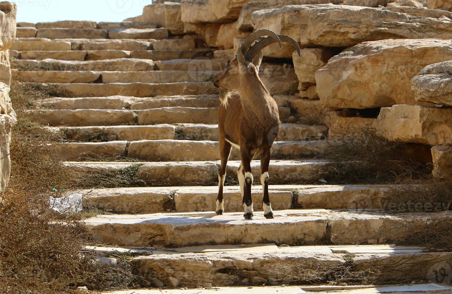 Ziegen leben in einem Naturschutzgebiet in der Negev-Wüste. foto