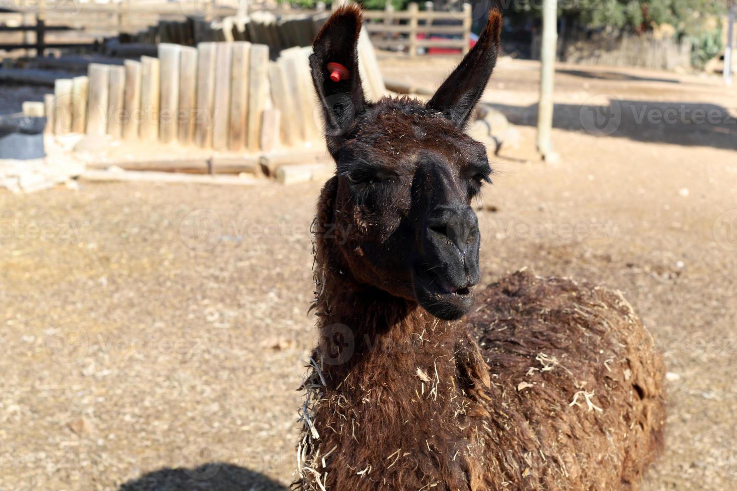 Alpakas auf einer Farm in der Negev-Wüste. foto