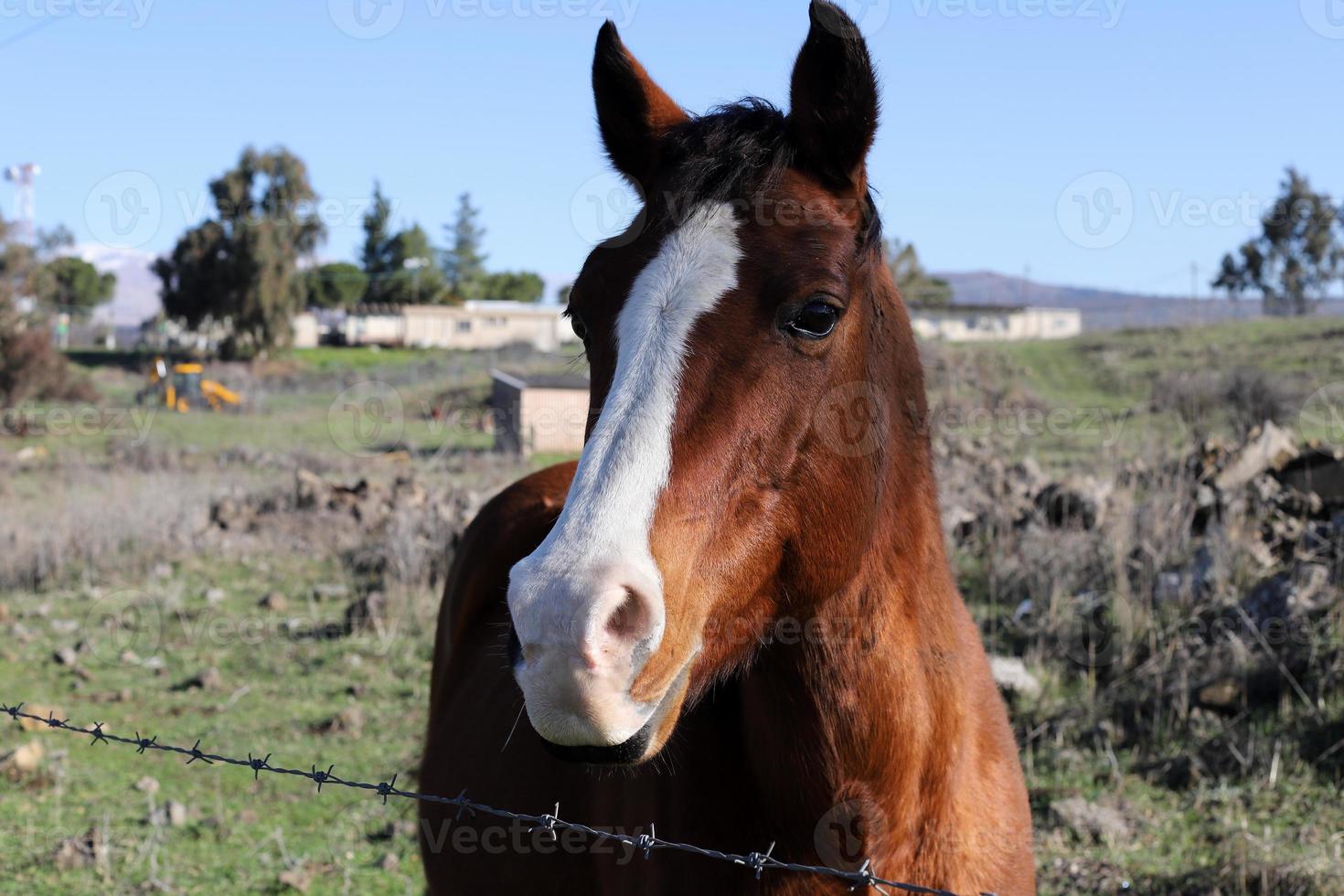 Hauspferde in einem Stall in Israel. foto