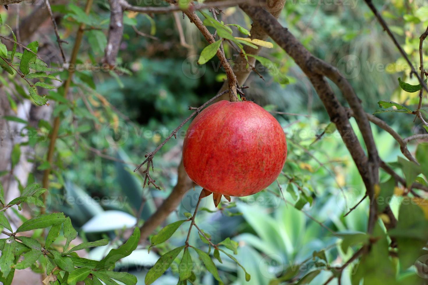 Granatäpfel auf einem Baum in einem Stadtpark. foto