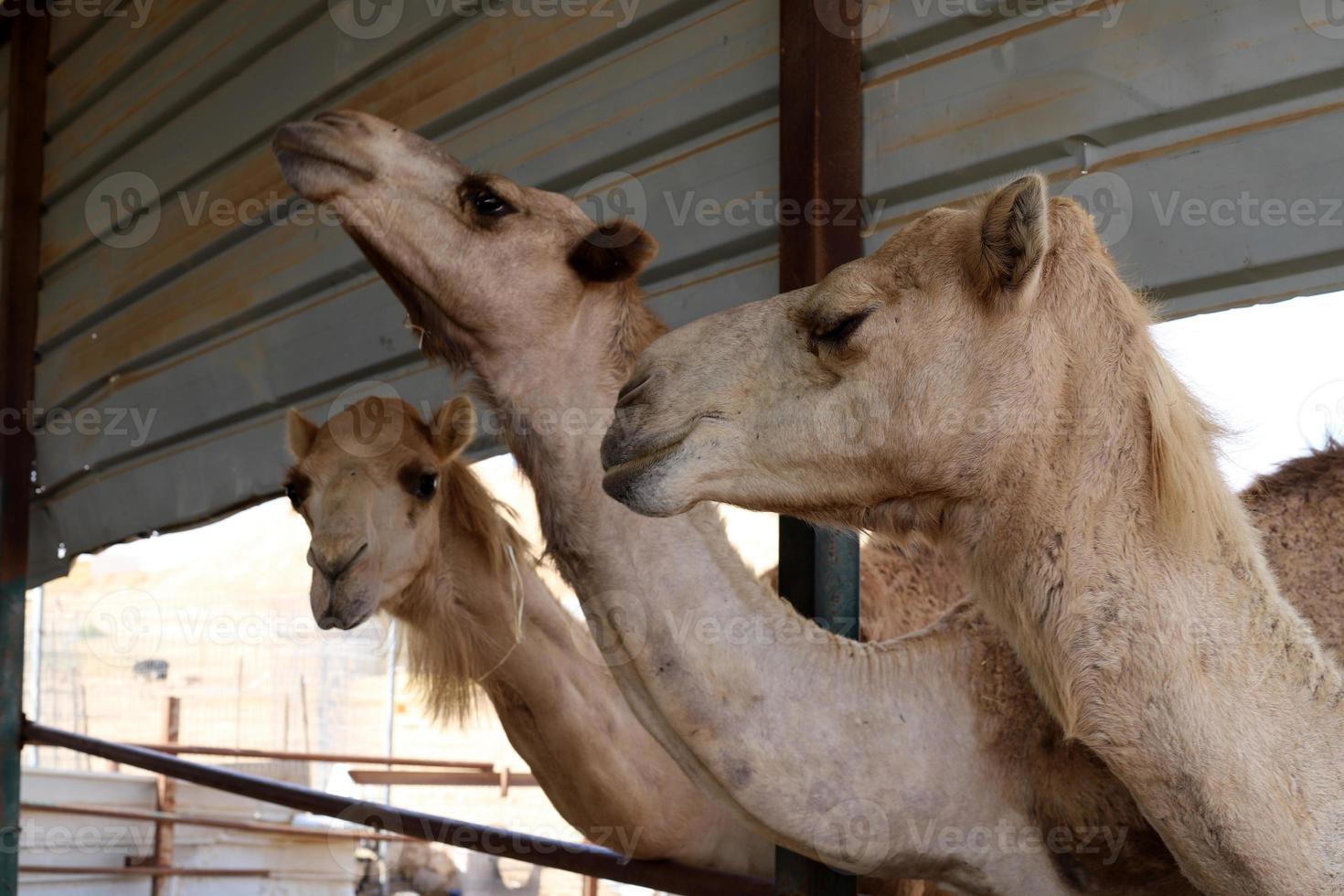 Ein Höckerkamel lebt in einem Zoo in Israel. foto