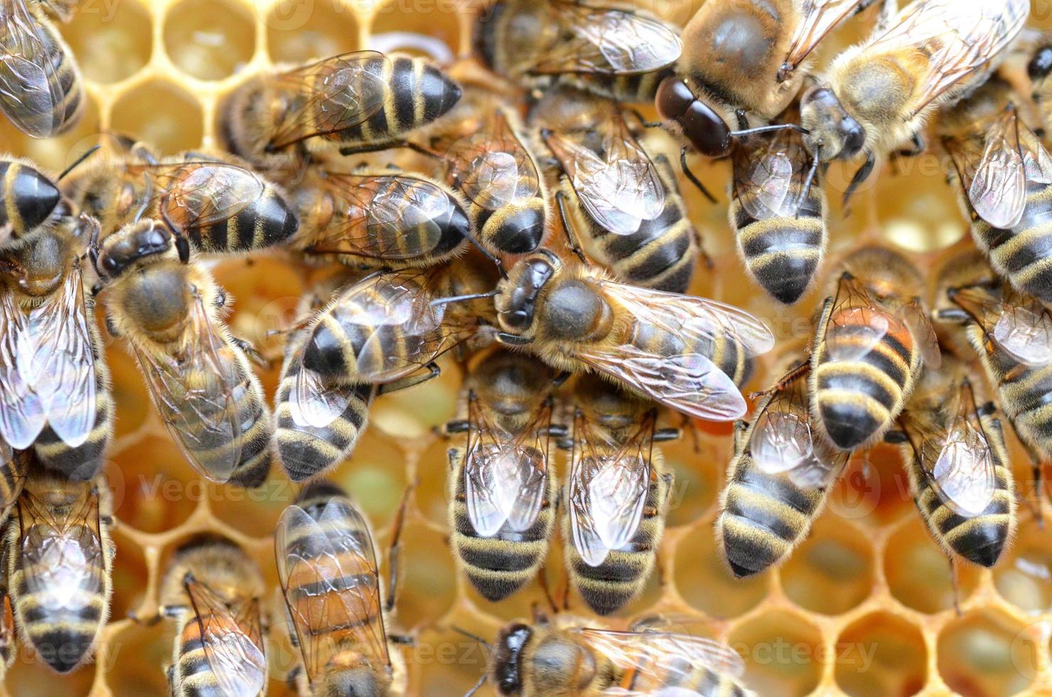 fleißige Bienen auf Waben foto