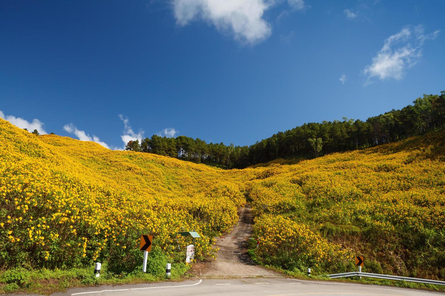 Die Straße zum Feld des mexikanischen Sonnenblumenkrauts auf dem Berg, Provinz Mae Hong Son, Thailand. foto