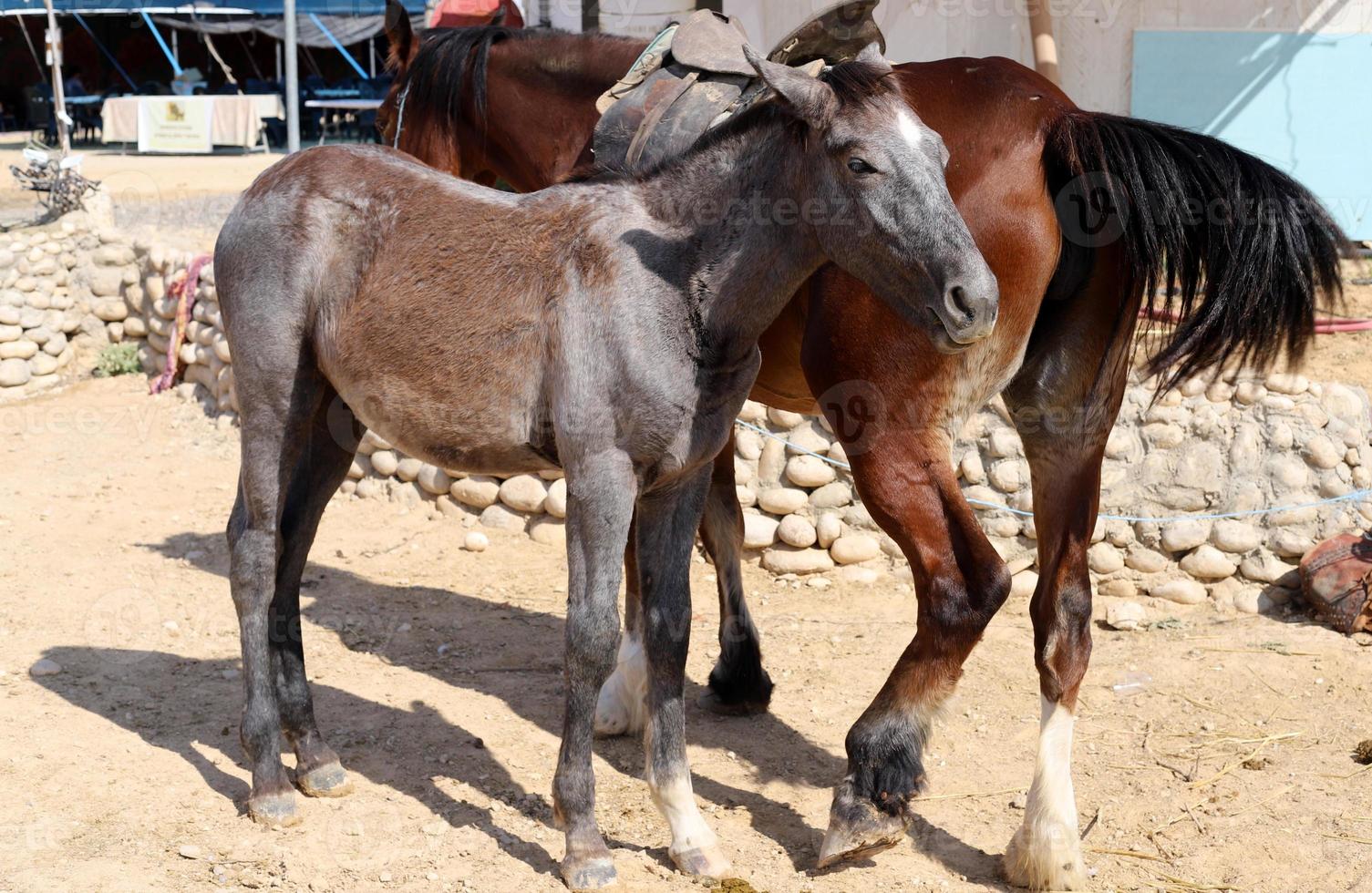 Hauspferde in einem Stall in Israel. foto