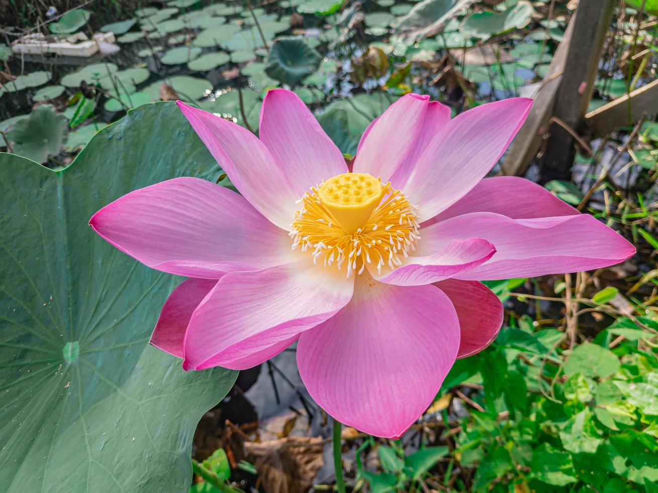 rosa lotusblüte hautnah natürlich. foto