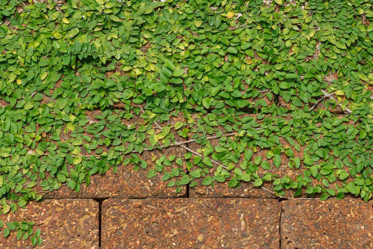 Hintergrund alte Mauer und Efeublätter foto