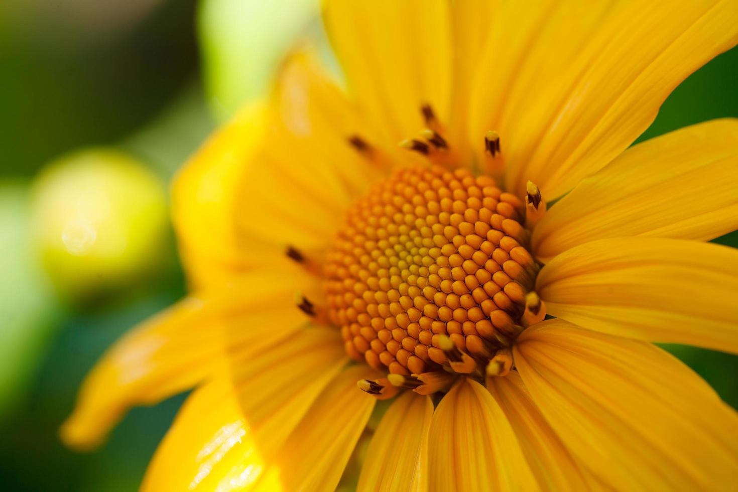 Nahaufnahme mexikanisches Sonnenblumenkraut foto