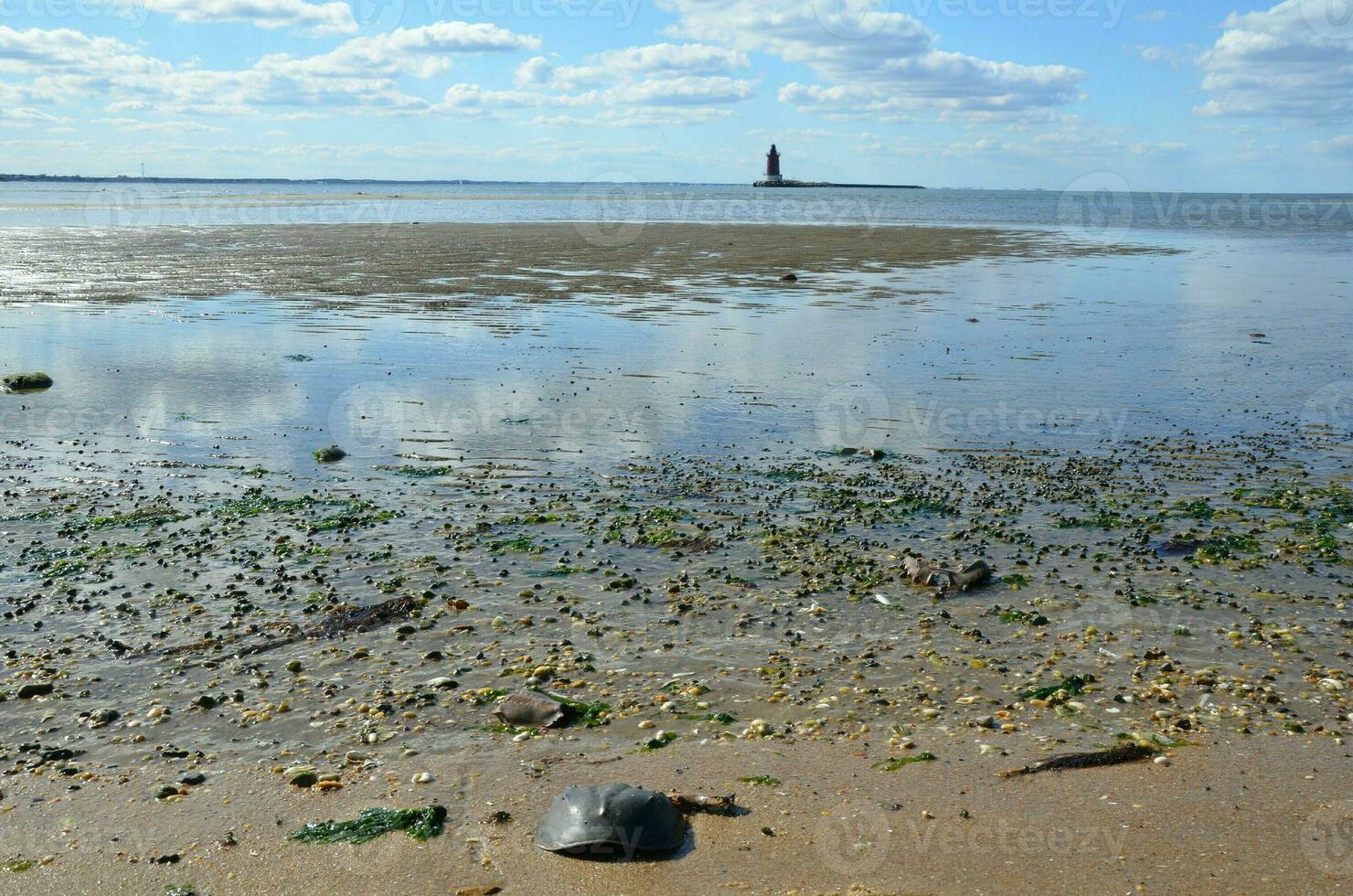 Hufeisenkrabbenschalen und Leuchtturm und Wasser am Strand foto