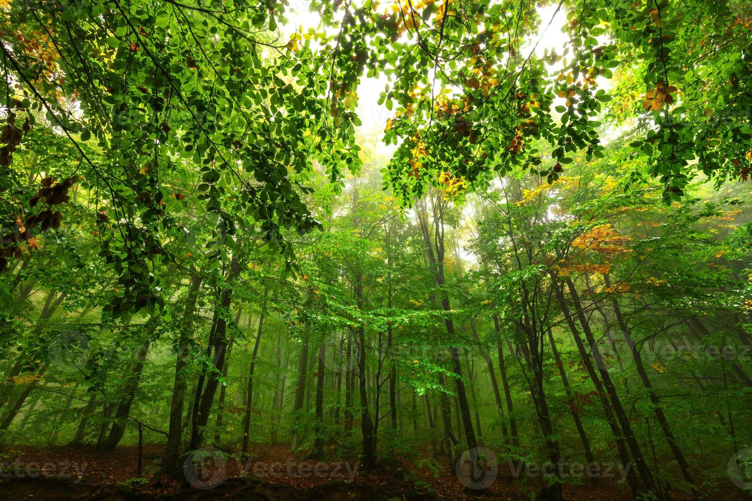 Blick in den Wald vom Boden aus. malerische Landschaft foto
