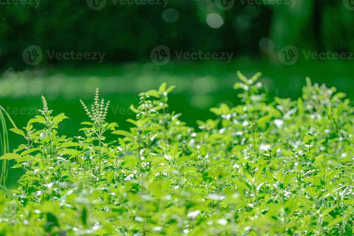 Nahaufnahme wachsende Pflanze in Plantagenfarm Hintergrund verwischen, mit hellem Sonnenlicht am Tag. foto