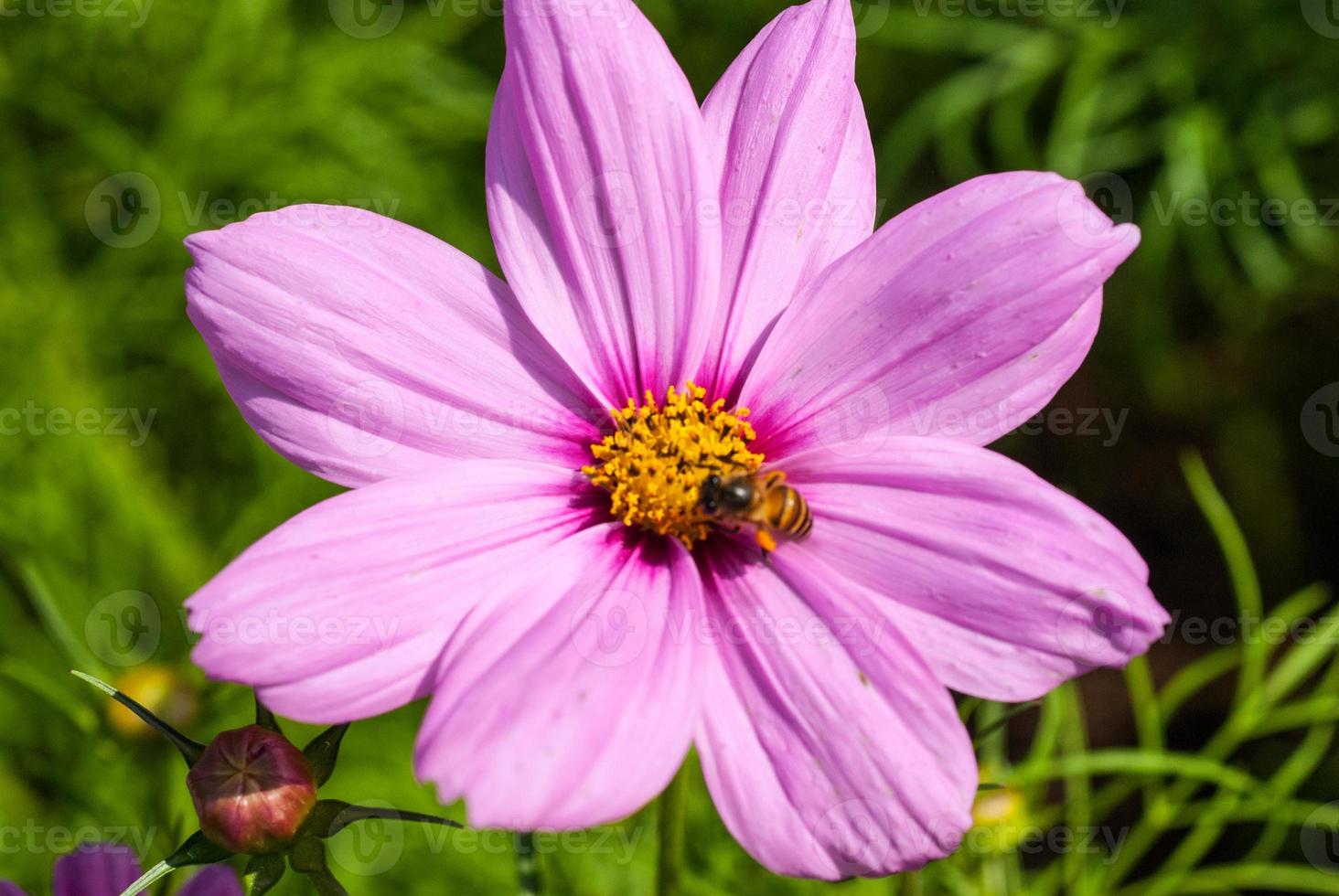 Biene und Blume foto