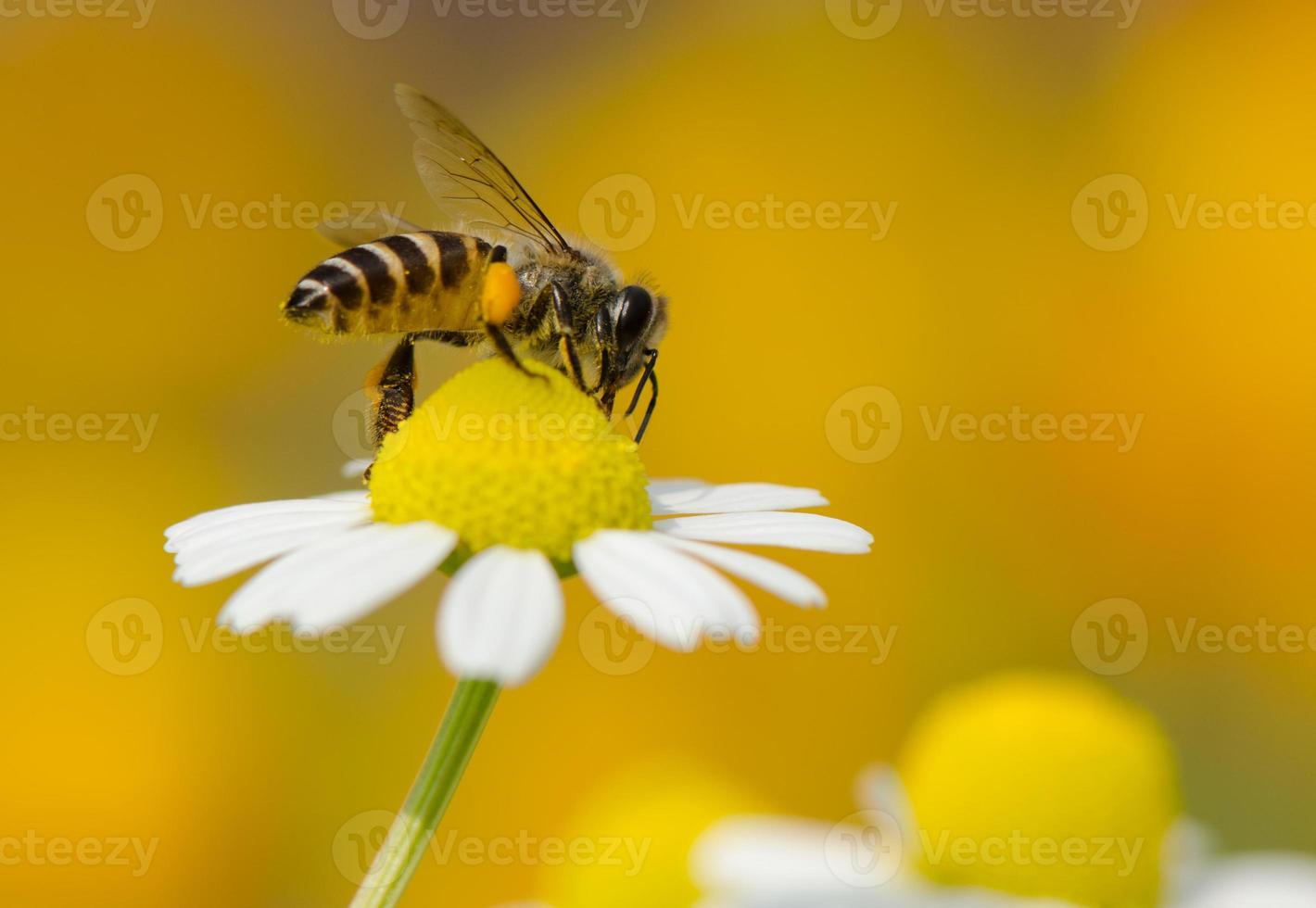 Biene auf Blume foto
