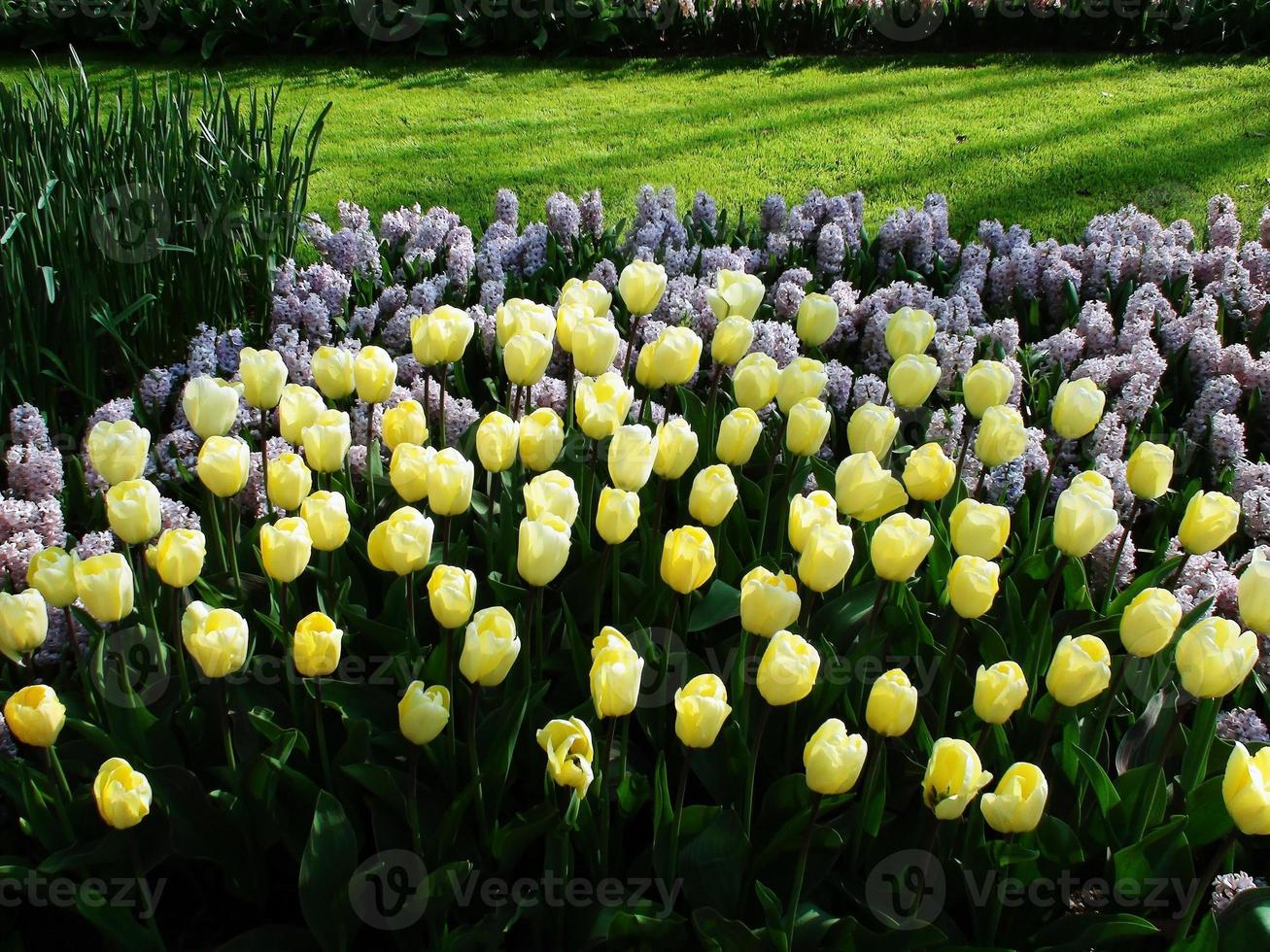 schöne Tulpe Blumen der Frühlingssaison foto