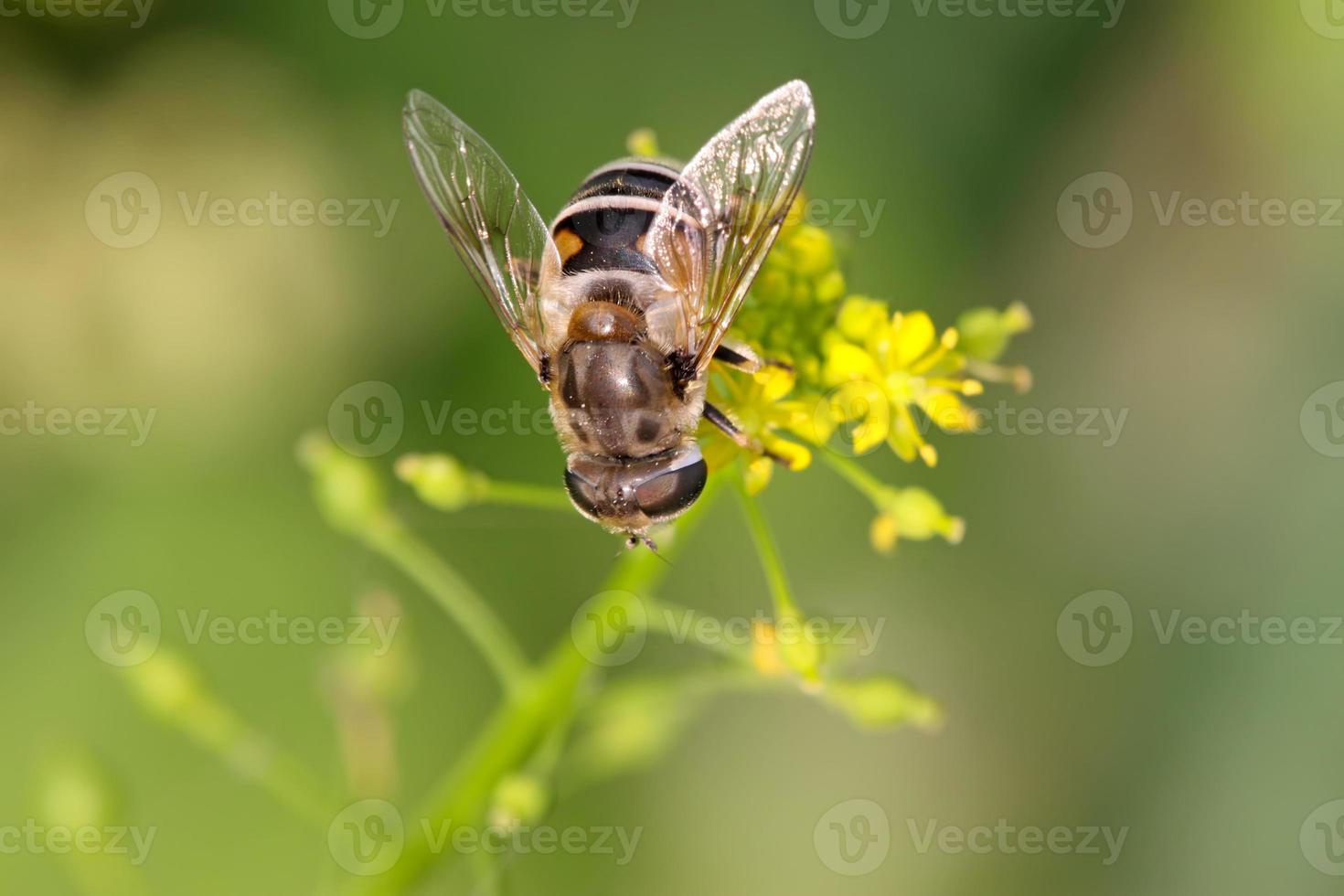 Diptera Syrphidae Insekten foto