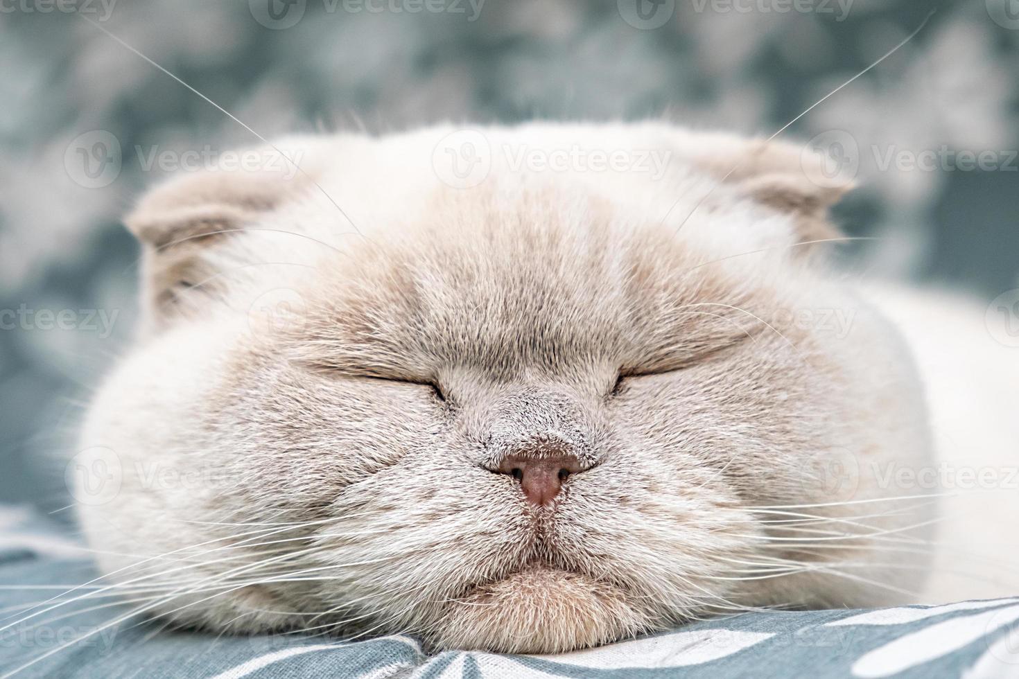 lustige kurzhaarige weiße britische Hauskatze, die zu Hause drinnen schläft. Kätzchen ruhen und entspannen sich auf blauem Sofa. Haustierpflege und Tierkonzept. foto