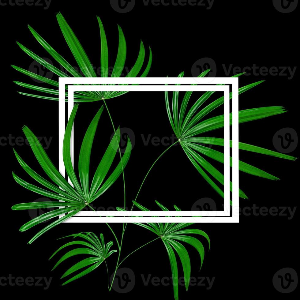 grünes Blattmuster mit weißem Rahmen für Naturkonzept, tropischer Blattbaum lokalisiert auf schwarzem Hintergrund foto