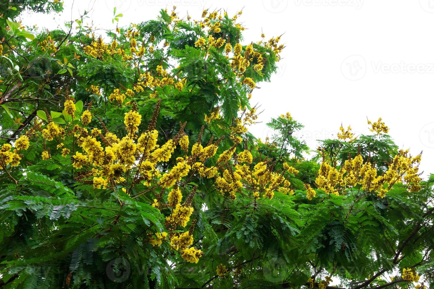 Peltophorum pterocarpum Baum mit weißem Himmel foto