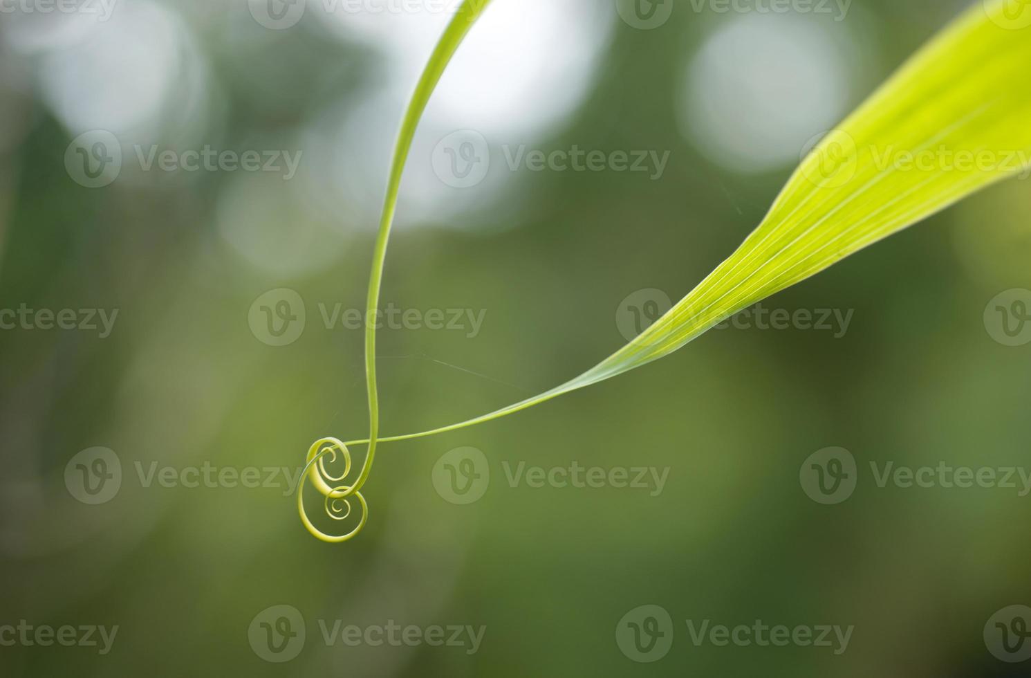 Nahaufnahme des spiralförmigen grünen Blattes foto
