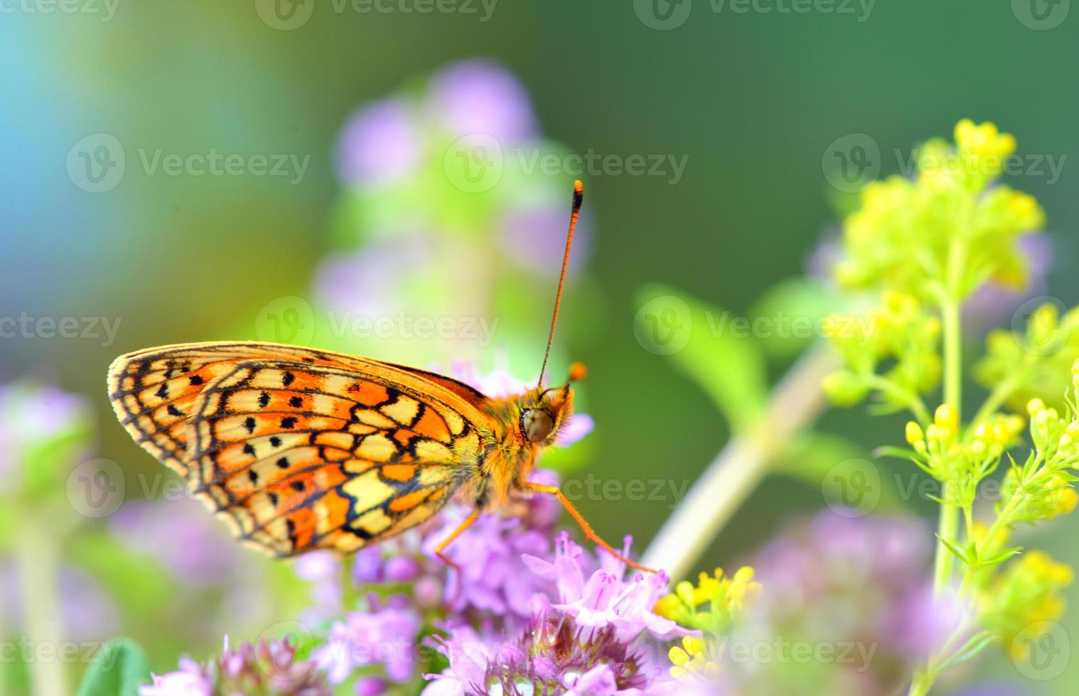 Schmetterling (Polyommatus) foto