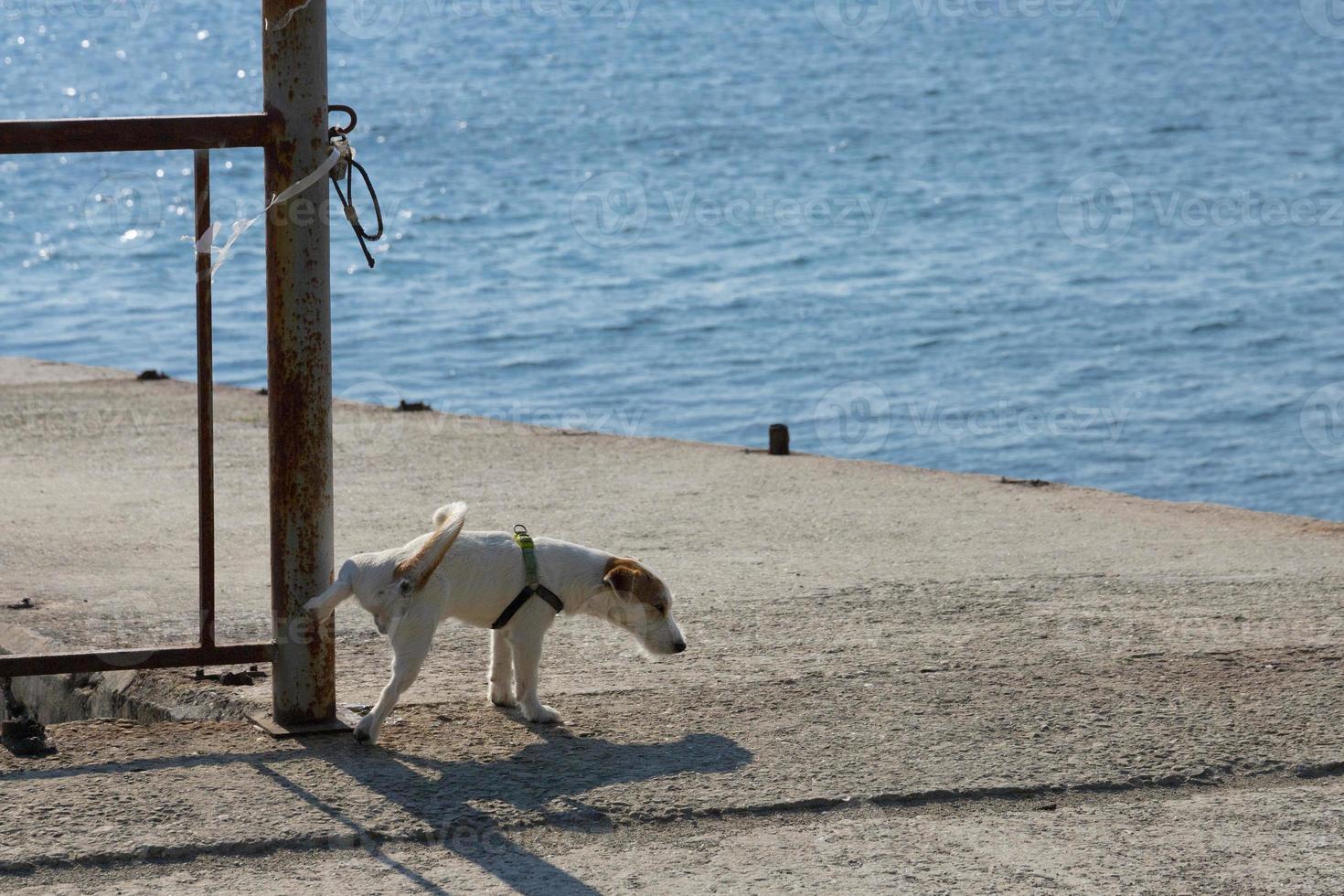 Jack-Russell-Terrier-Hund pisst auf eine Eisenstange gegen das blaue Meer. foto