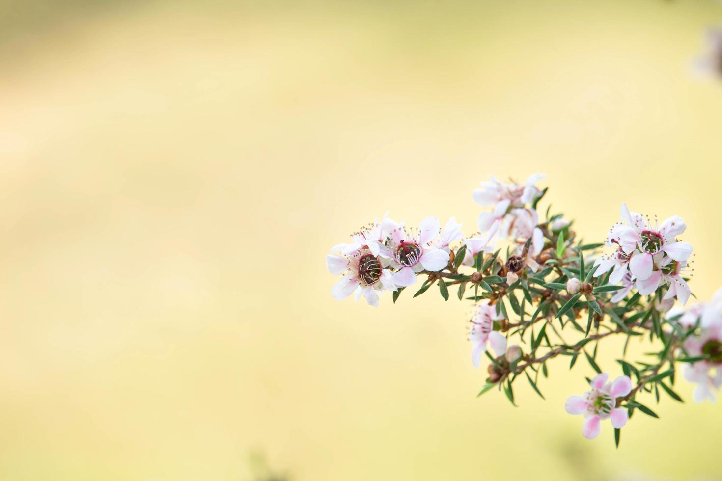 weiße manuka-baumblumen blühen mit gelbem unscharfem hintergrund foto