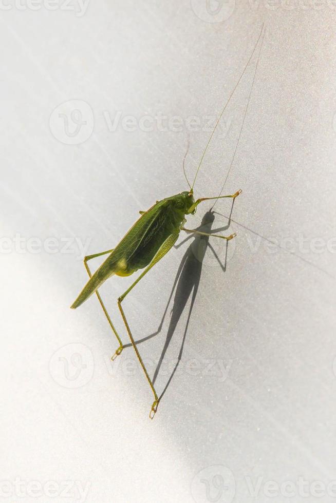 Heuschrecke auf weißem Hintergrund. Seitenansicht. Makro. foto