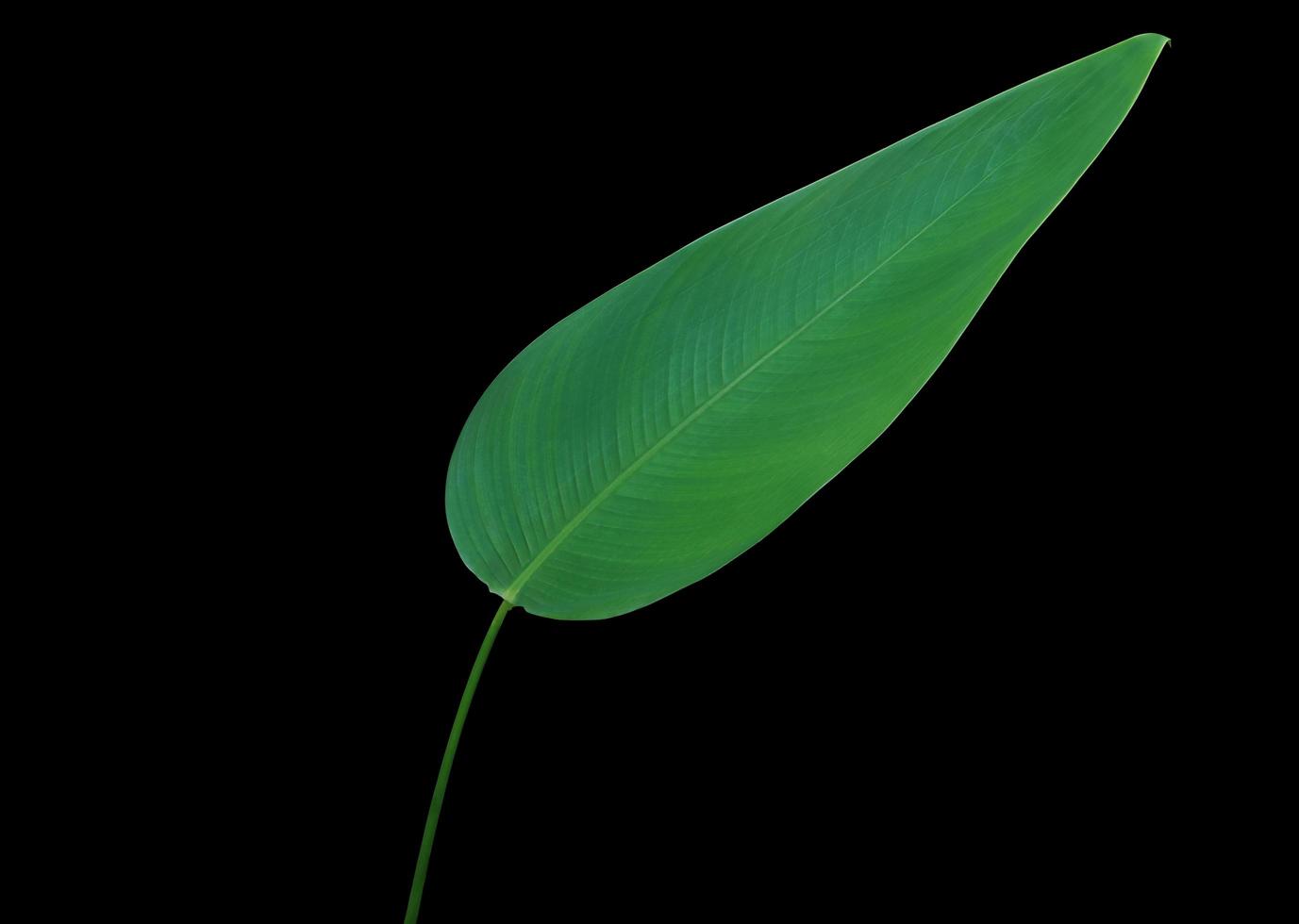 Wasserkanone oder Alligatorflagge oder Feuerflaggenblatt. Schließen Sie herauf das schöne grüne Blatt des Wassercannabaums, der auf schwarzem Hintergrund lokalisiert wird. die Seite des grünen Blattzweigs. foto