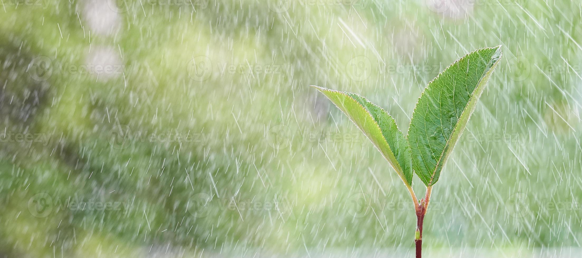 junger grüner Sprössling im Regen, Nahaufnahme. Foto mit Kopierbereich.