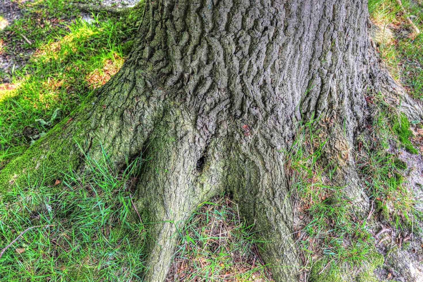 Ein alter Baumstamm in einer europäischen Waldlandschaft foto