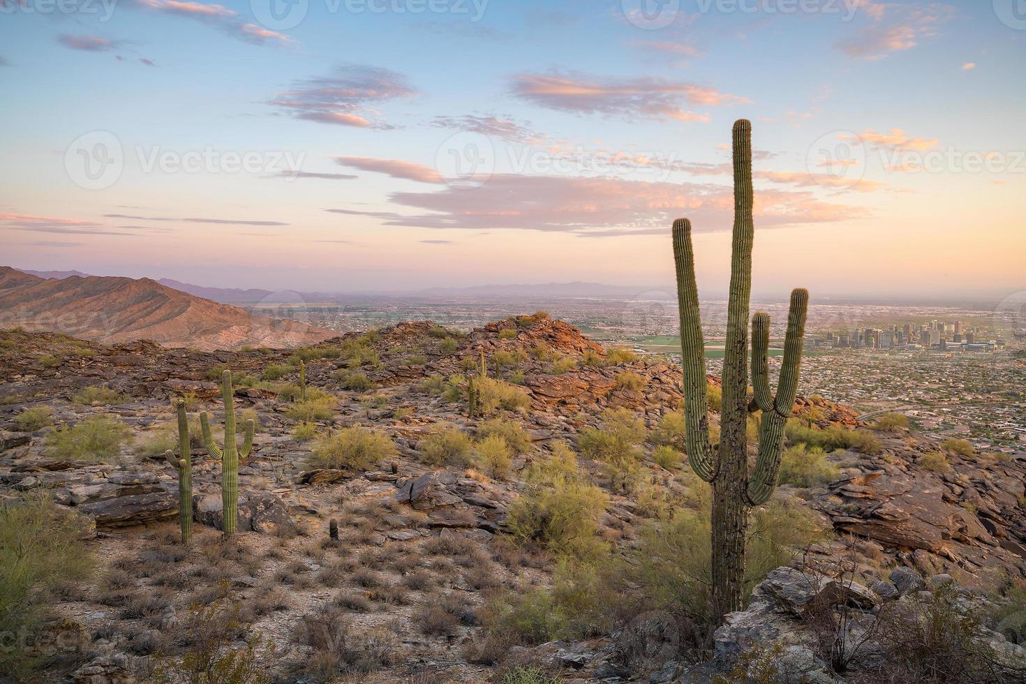 Ansicht von Phönix mit Saguaro-Kaktus foto