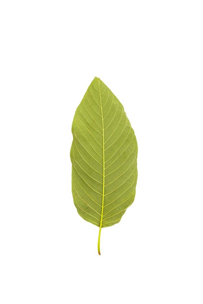 Grünes Kratom-Blatt, auch bekannt als Mitragyna Speciosa auf weißem Hintergrund mit Beschneidungspfad, Konzept der pflanzlichen Heilmittel zur Linderung chronischer Schmerzen. foto