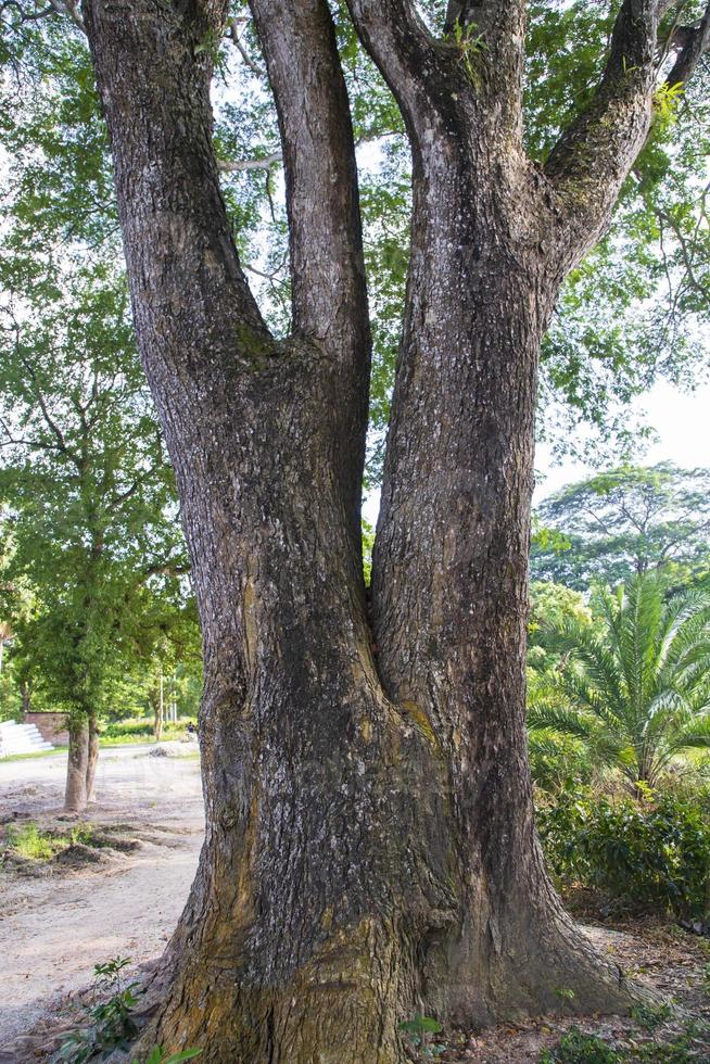 der größte Baum im Wald mit Blick ins Grüne foto