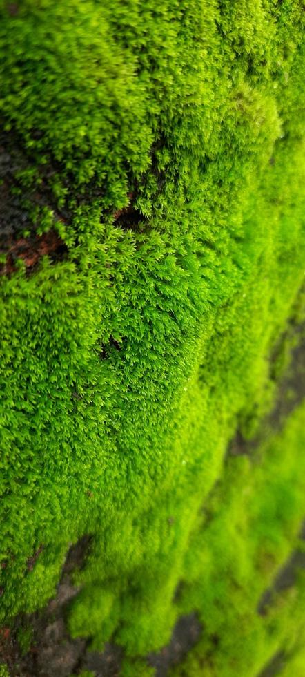 Spirulina an der Wand während des Monsuns in indischen Häusern foto