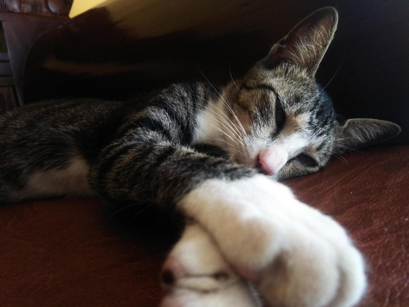 süße katze, die sich auf dem sofa entspannt foto
