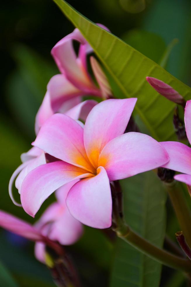 Rosafarbene Frangipani-Blumen blühen und Sonnenlicht weicher Hintergrund foto