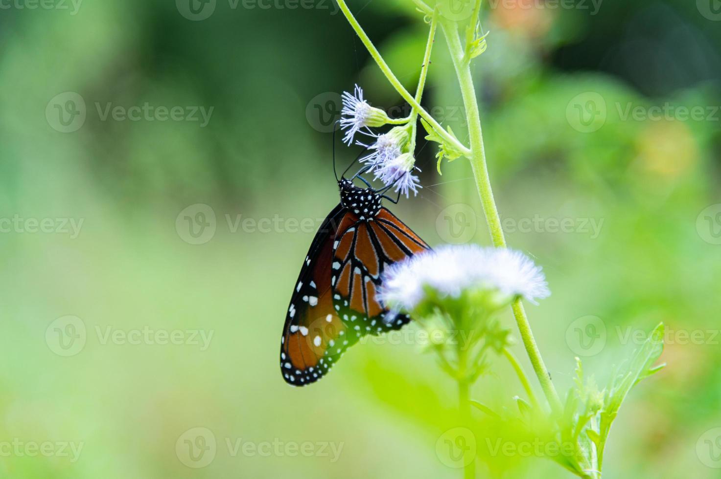 Monarchfalter füttern foto