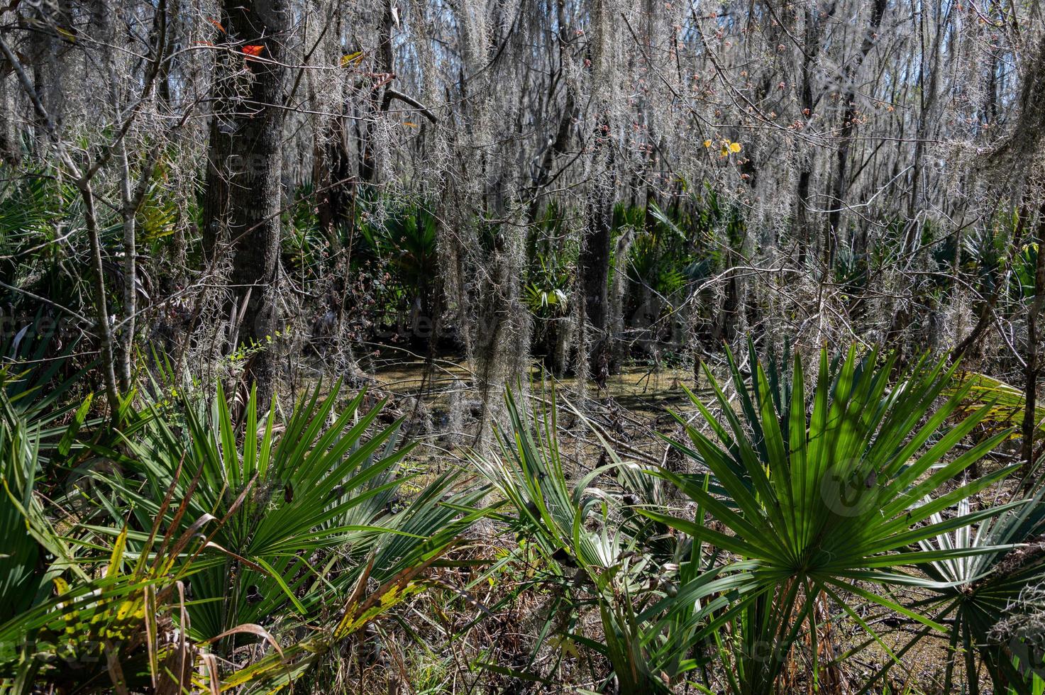 Mandalay National Wildlife Refuge Sumpf foto