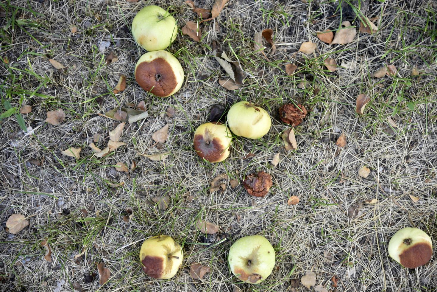 Faule Äpfel auf dem Boden, die im Herbst von einem Apfelbaum gefallen sind. Der Boden ist mit heruntergefallenen Äpfeln bedeckt. foto
