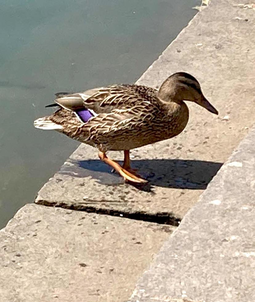 Nahaufnahme einer Stockente oder Wildente. foto