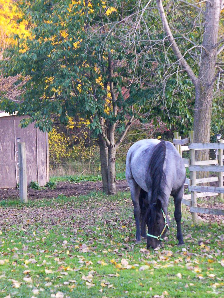 Pferde grasen am Herbstabend foto