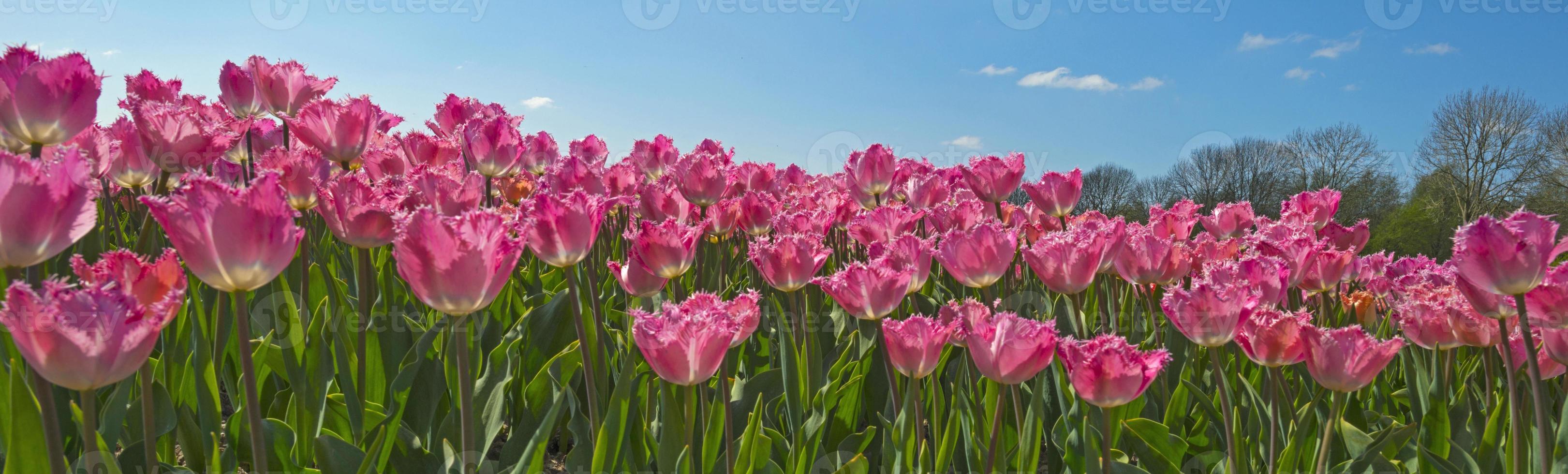 Tulpen auf einem Feld im Frühjahr foto