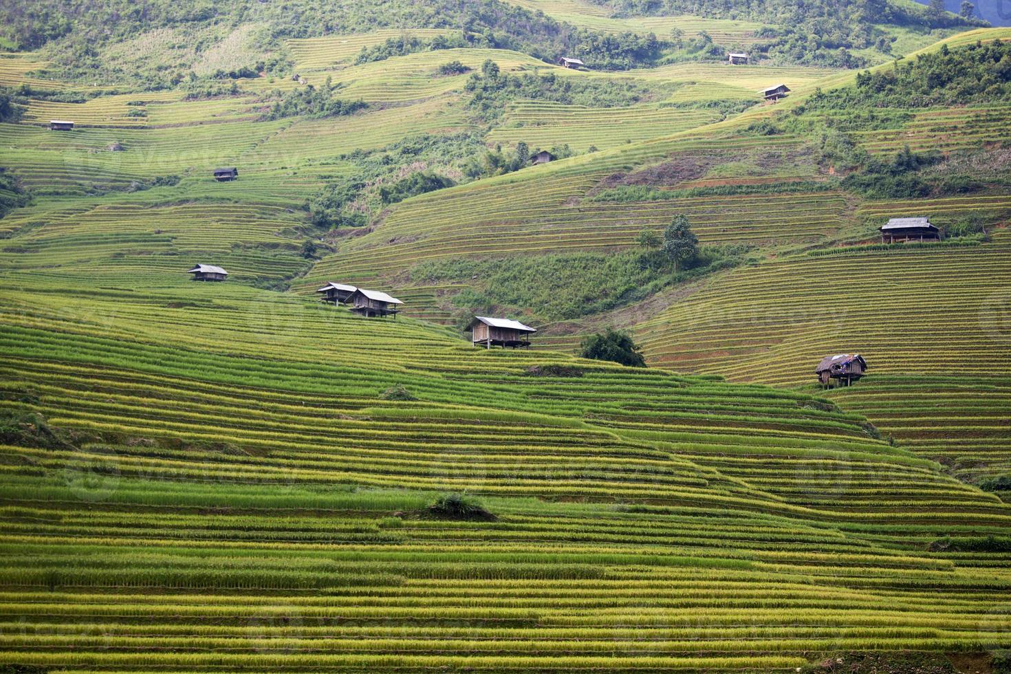 Reisfarm in Vietnam foto