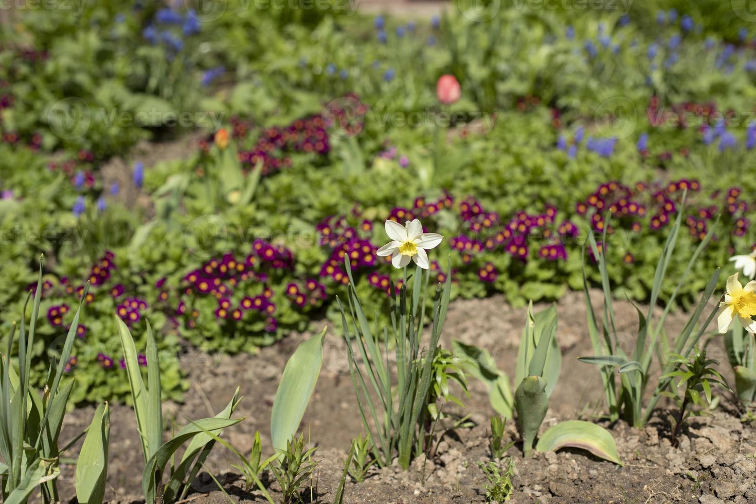 Blumen im Garten im Frühling. wachsende Pflanzen im Boden. foto