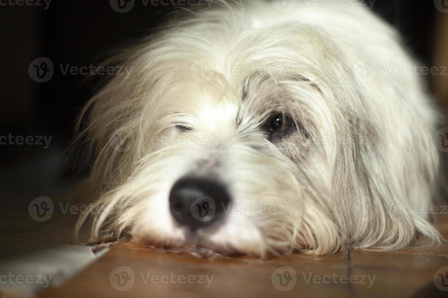 Hund liegt auf dem Boden. die Schnauze des Hundes. tier zu hause langweilt sich. foto