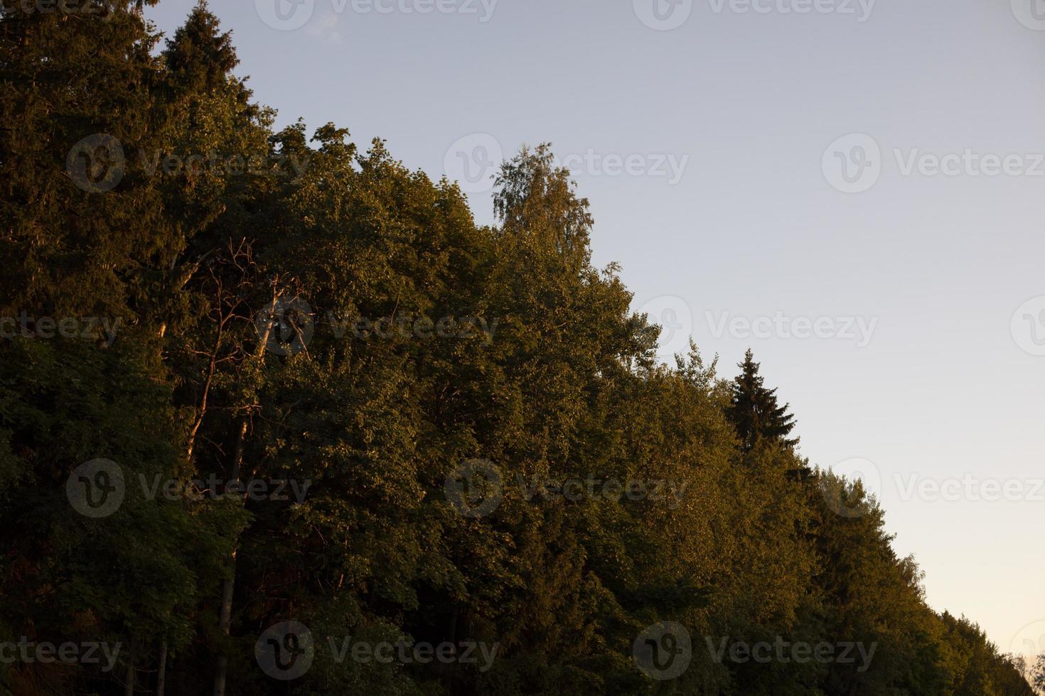 Blick auf den mehrblättrigen Wald. foto