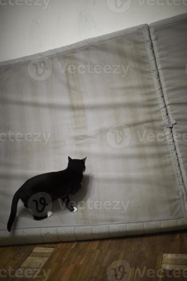 Katze ist voll auf Matratze. Tier will Matratze ruinieren. foto